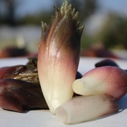 Asiatische Kostbarkeiten Asiatische Kostbarkeiten